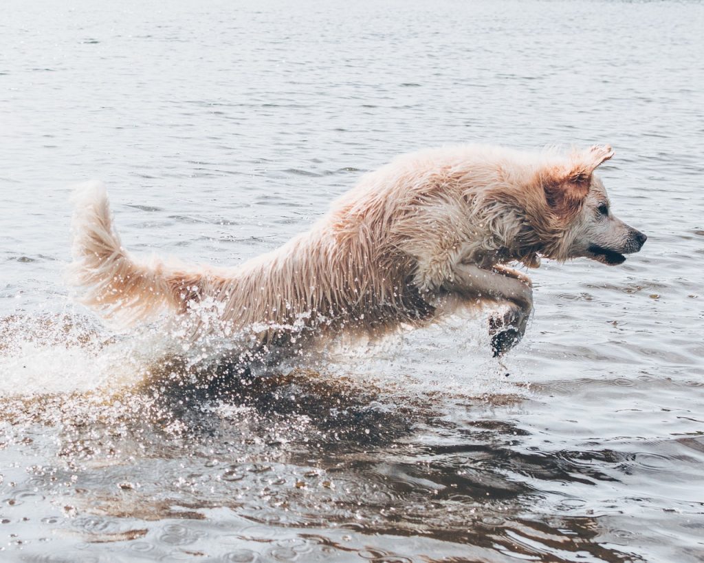 why is my puppy obsessed with water